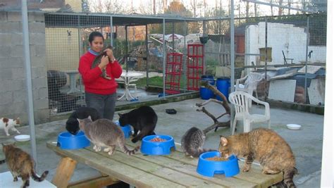 Amis Chats (refuge et garde danimaux) à Saint